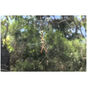 ORB SPIDER